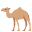 camel