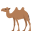 two-hump camel